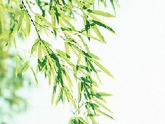 竹葉的藥用功效