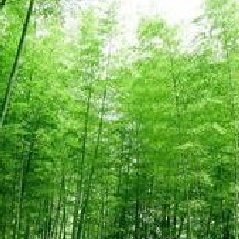 竹是友好有機產品
