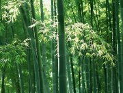 竹子,竹子圖片,竹子分類,竹子怎么養