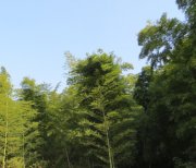 野竹攢石生,野竹攢石生下句